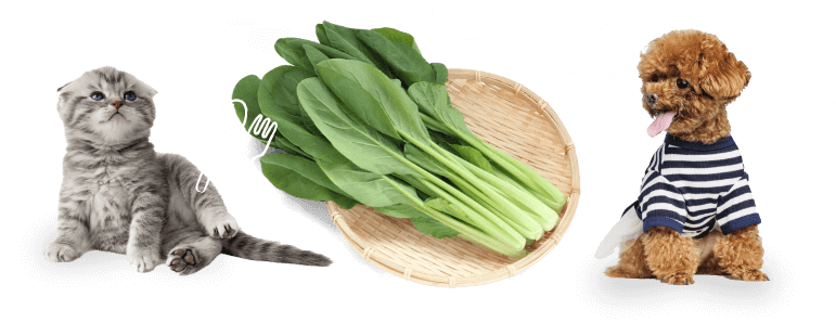 モーツァルトの楽曲を聴かせて栽培した